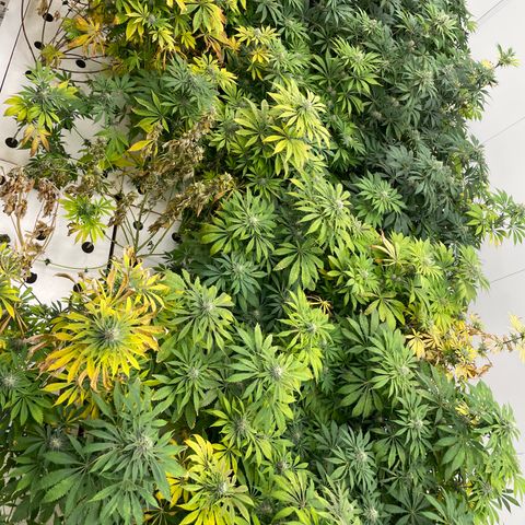 Cbg  growlog photo: Yellow a  4 days from harvest a few hermits found in the room 