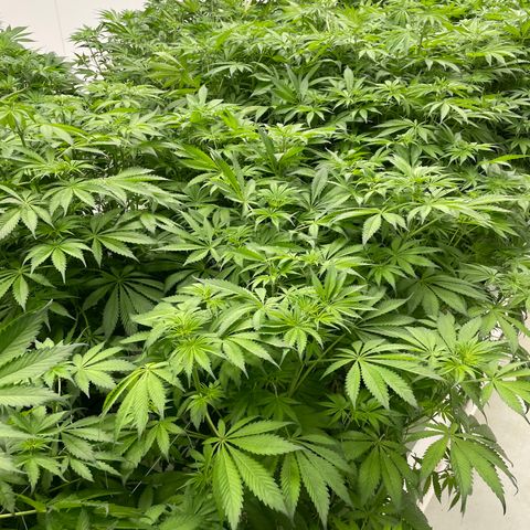 Lifter  growlog photo: Plants looking pretty good 