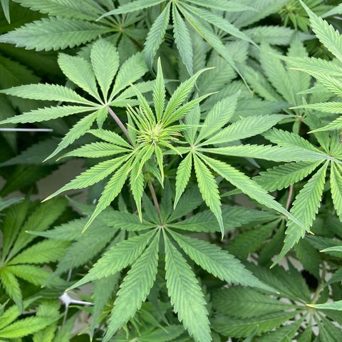 Lifter  growlog photo: Plants looking pretty good 