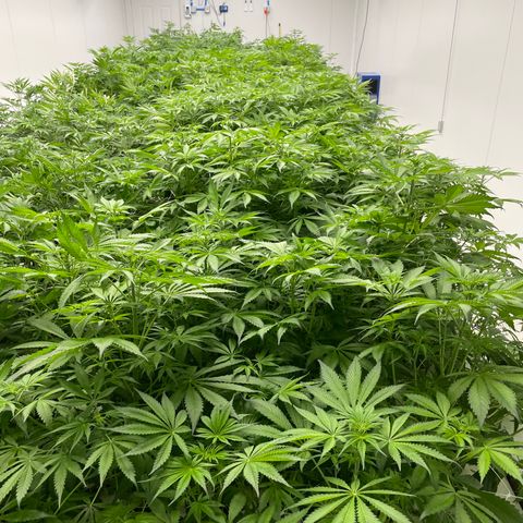 Lifter  growlog photo: Plants looking pretty good 