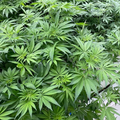 Lifter  growlog photo: Plants looking pretty good 