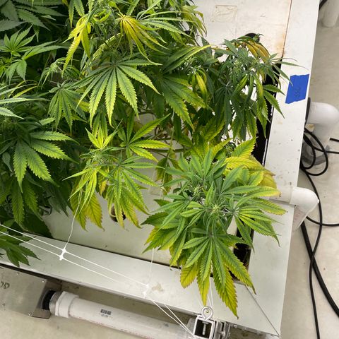 Lifter  growlog photo: Toots fell off today 