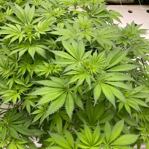 Lifter  growlog photo: Plants looking pretty good 