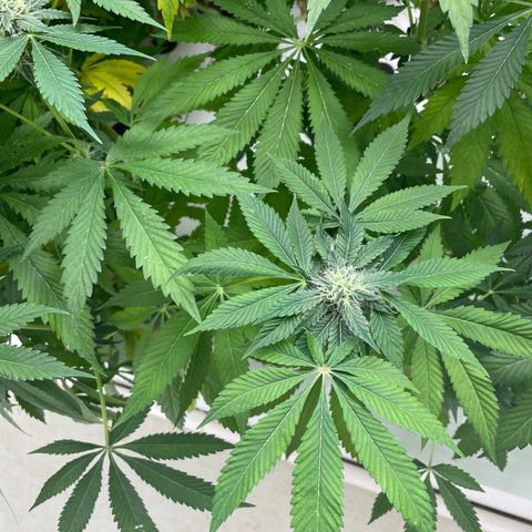 Cbg  growlog timeline photo