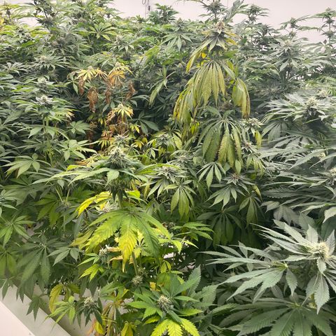 Cbg  growlog timeline photo