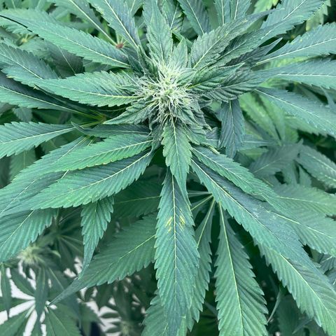 Cbg  growlog timeline photo