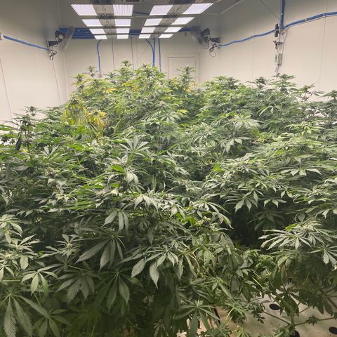 Cbg  growlog photo: 2 days till harvest 