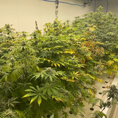 Cbg  growlog timeline photo