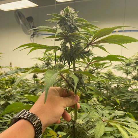 Cbg  growlog timeline photo