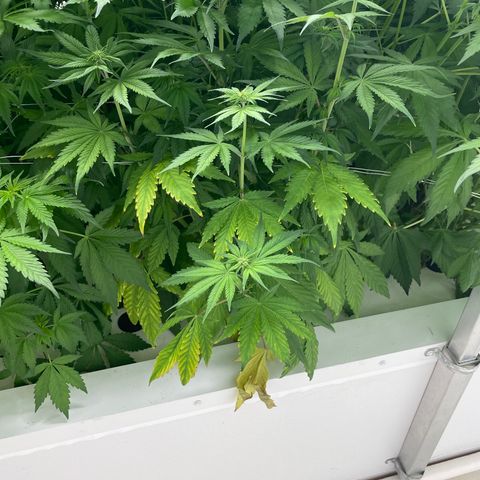 Lifter  growlog photo: Little yellow 