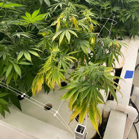 Lifter  growlog photo: Little yellow 