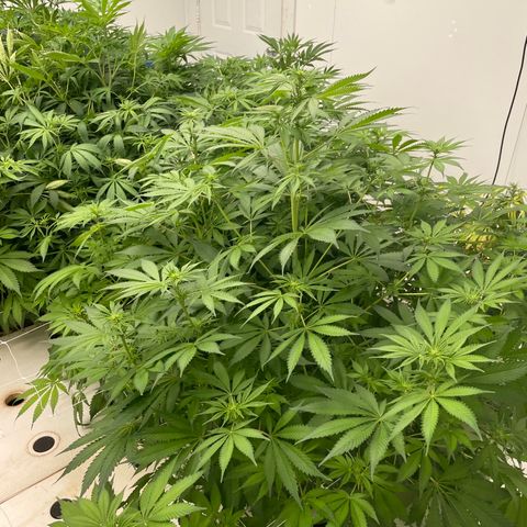 Lifter  growlog photo: Little yellow 