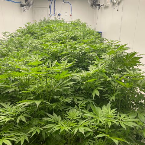 Lifter  growlog photo: Little yellow 