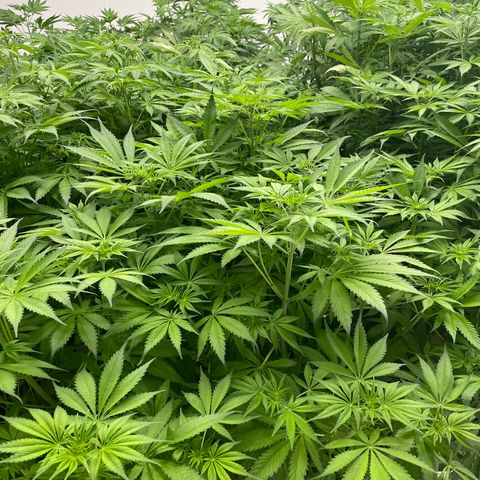 Lifter  growlog photo: Little yellow 