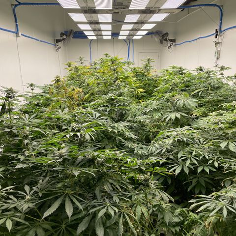 Cbg  growlog photo: Finishing out tommorrow plant colas looks good could be about double in my opinion will work on size in next grow room turning yellow threw out normal with finish out 