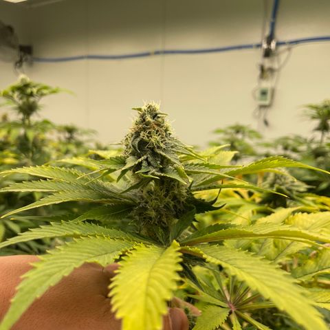 Cbg  growlog photo: Finishing out tommorrow plant colas looks good could be about double in my opinion will work on size in next grow room turning yellow threw out normal with finish out 
