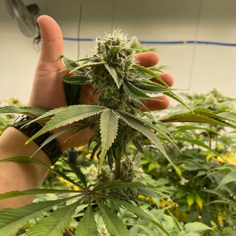 Cbg  growlog photo: Finishing out tommorrow plant colas looks good could be about double in my opinion will work on size in next grow room turning yellow threw out normal with finish out 