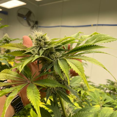 Cbg  growlog photo: Finishing out tommorrow plant colas looks good could be about double in my opinion will work on size in next grow room turning yellow threw out normal with finish out 