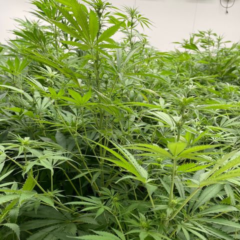 Lifter  growlog photo: Stacking nodes like crazy should have great colas 