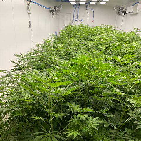 Lifter  growlog photo: Stacking nodes like crazy should have great colas 