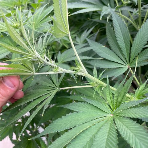 Lifter  growlog photo: Stacking nodes like crazy should have great colas 