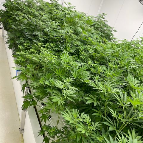 Lifter  growlog photo: Stacking nodes like crazy should have great colas 
