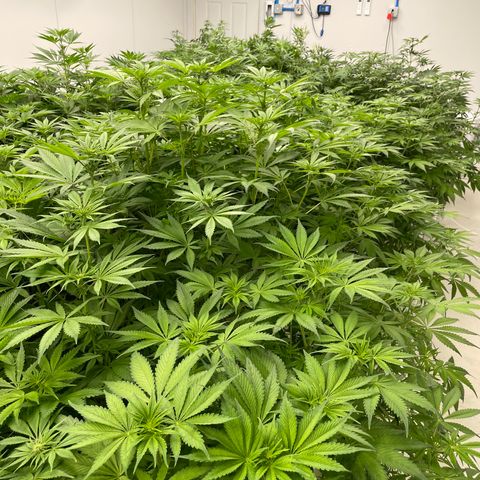Lifter  growlog photo: Nice node spacing good green color almost all dark green gone 