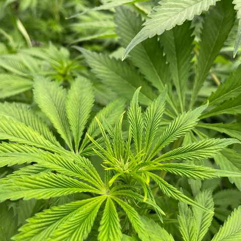 Lifter  growlog photo: Nice node spacing good green color almost all dark green gone 