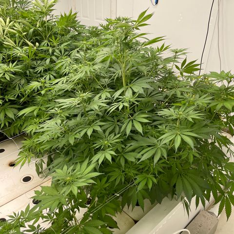 Lifter  growlog photo: Nice node spacing good green color almost all dark green gone 