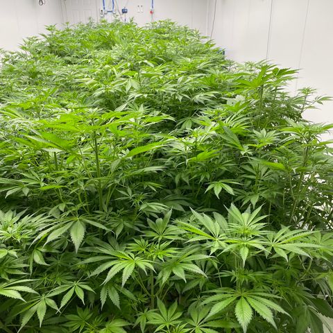 Lifter  growlog photo: Nice node spacing good green color almost all dark green gone 