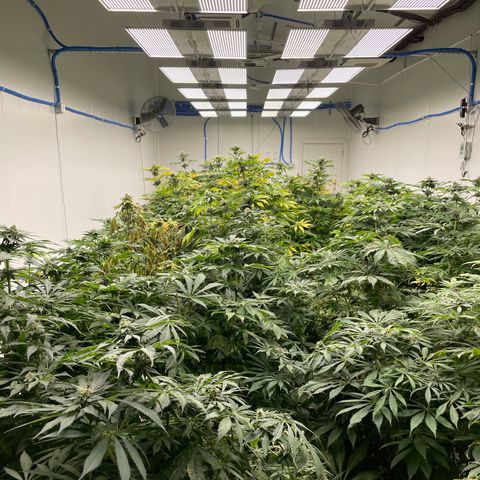 Cbg  growlog photo: No harvest testing potency 