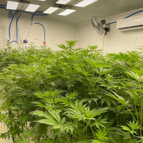 Lifter  growlog photo: Some yellowing got light meter dialed lights to correct par today 