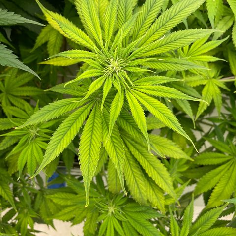 Lifter  growlog photo: Some yellowing got light meter dialed lights to correct par today 