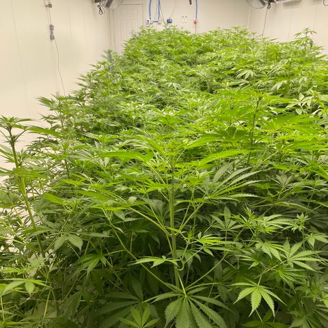Lifter  growlog photo: Some yellowing got light meter dialed lights to correct par today 
