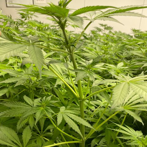 Lifter  growlog photo: Plants in potassium test seems to be a little greener than the rest of the room  rest of room starting to light yellow 60% and 100% par meter pics