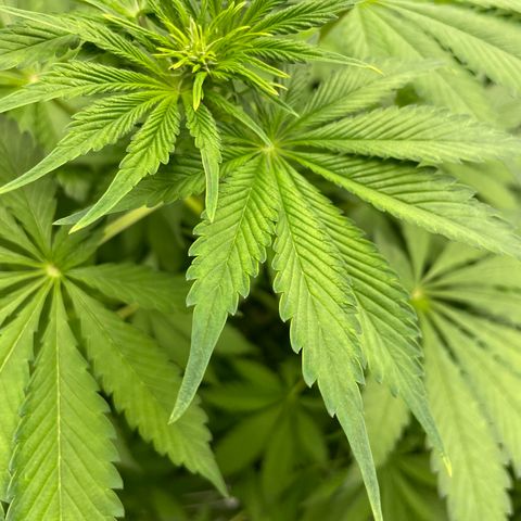 Lifter  growlog photo: Plants in potassium test seems to be a little greener than the rest of the room  rest of room starting to light yellow 60% and 100% par meter pics