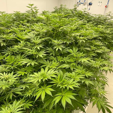 Lifter  growlog photo: Plants in potassium test seems to be a little greener than the rest of the room  rest of room starting to light yellow 60% and 100% par meter pics