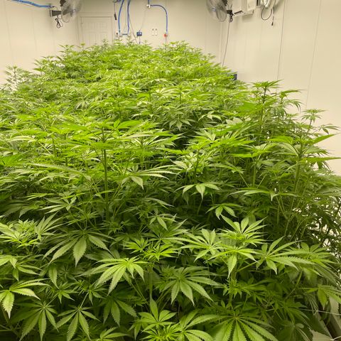 Lifter  growlog photo: Plants in potassium test seems to be a little greener than the rest of the room  rest of room starting to light yellow 60% and 100% par meter pics
