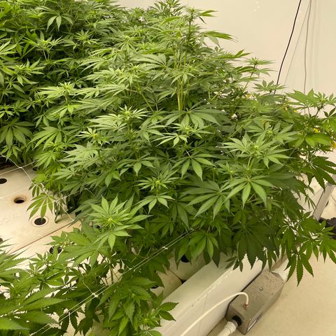 Lifter  growlog photo: Plants in potassium test seems to be a little greener than the rest of the room  rest of room starting to light yellow 60% and 100% par meter pics