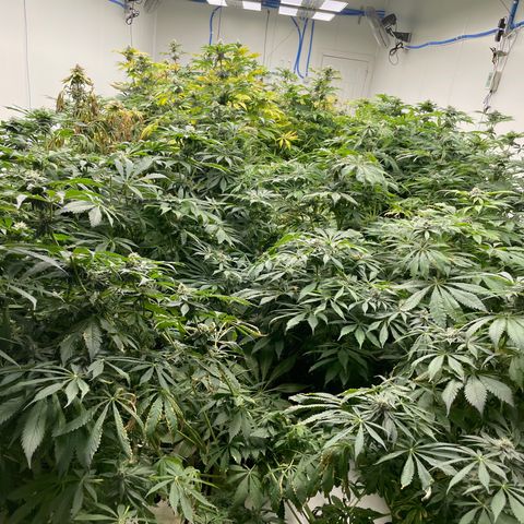 Cbg  growlog photo: Still waiting to harvest testing potency 