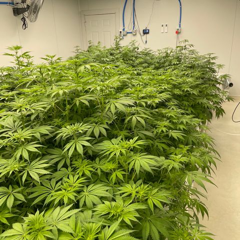 Lifter  growlog timeline photo