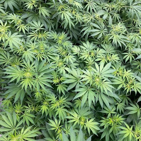 Lifter  growlog photo: Potassium spray group way greener than rest of the room but also has peurple stems when the rest of the room doesn’t have any purple stem will keep an eye on 