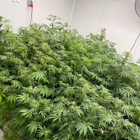 Lifter  growlog photo: Potassium spray group way greener than rest of the room but also has peurple stems when the rest of the room doesn’t have any purple stem will keep an eye on 