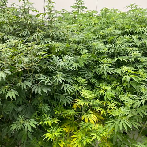Lifter  growlog photo: Potassium spray group way greener than rest of the room but also has peurple stems when the rest of the room doesn’t have any purple stem will keep an eye on 