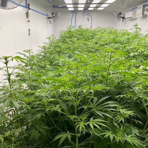 Lifter  growlog photo: Potassium spray group way greener than rest of the room but also has peurple stems when the rest of the room doesn’t have any purple stem will keep an eye on 