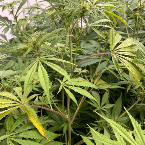 Lifter  growlog photo: Potassium spray group way greener than rest of the room but also has peurple stems when the rest of the room doesn’t have any purple stem will keep an eye on 