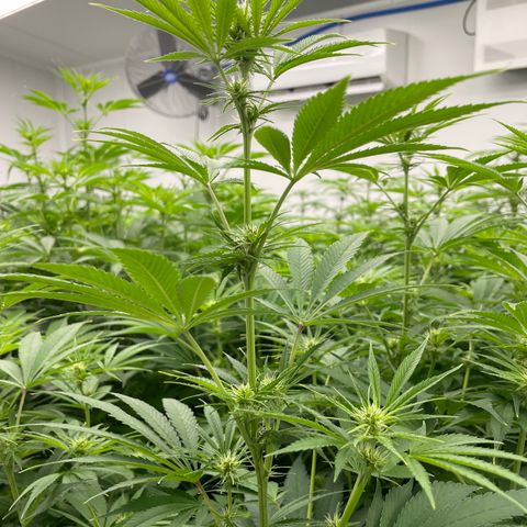 Lifter  growlog photo: Potassium spray group way greener than rest of the room but also has peurple stems when the rest of the room doesn’t have any purple stem will keep an eye on 