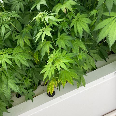 Lifter  growlog photo: Potassium group way greener than rest of the room but potassium group has purple stems as well none of the rest of the room has purple stems (sign of stress) will keep an eye on 