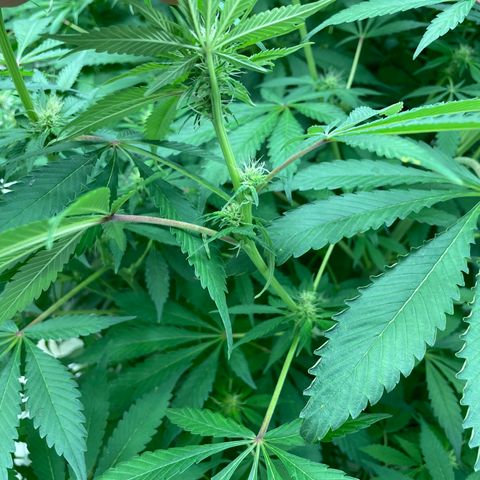 Lifter  growlog photo: Potassium group way greener than rest of the room but potassium group has purple stems as well none of the rest of the room has purple stems (sign of stress) will keep an eye on 