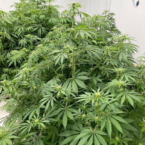 Lifter  growlog photo: Potassium group way greener than rest of the room but potassium group has purple stems as well none of the rest of the room has purple stems (sign of stress) will keep an eye on 